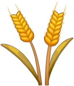 Wheat