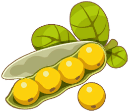 Soybean